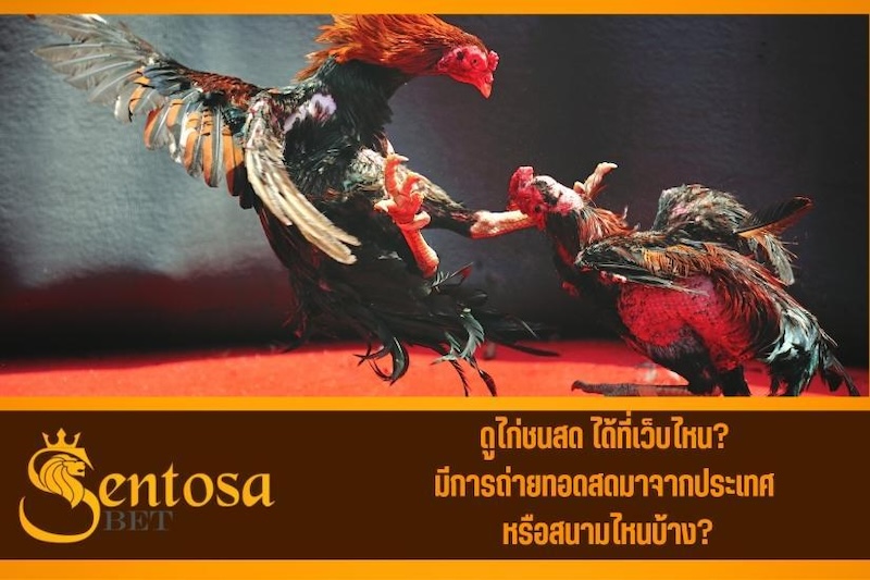 ไก่ชนออนไลน์