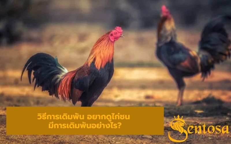 ไก่ชนสด